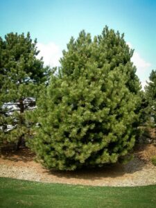 Сосна Чёрная (Pinus Nigra) купить по цене от 270.00р. в интернет-магазине «Посадика» с доставкой почтой в в Шагонаре и по всей России – [изображение №1].