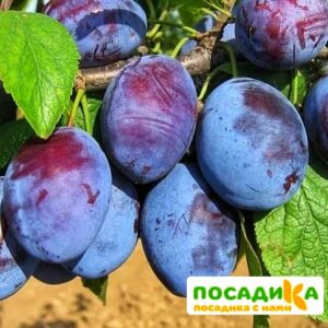 Слива Чачакская ранняя купить по цене от 229.00р. в интернет-магазине «Посадика» с доставкой почтой в в Шагонаре и по всей России – [изображение №1].