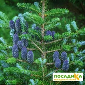 Пихта корейская (Abies koreana) купить по цене от 450.00р. в интернет-магазине «Посадика» с доставкой почтой в в Шагонаре и по всей России – [изображение №1].