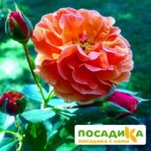 Роза Арабия купить по цене от 350.00р. в интернет-магазине «Посадика» с доставкой почтой в в Шагонаре и по всей России – [изображение №1].