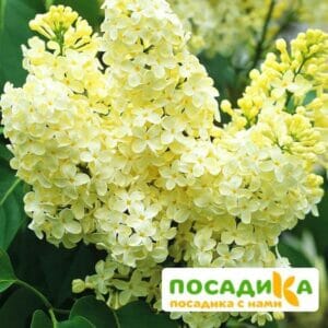 Сирень Примроуз (Primrose) купить по цене от 529.00р. в интернет-магазине «Посадика» с доставкой почтой в в Шагонаре и по всей России – [изображение №1].