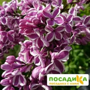 Сирень Сенсация купить по цене от 529.00р. в интернет-магазине «Посадика» с доставкой почтой в в Шагонаре и по всей России – [изображение №1].