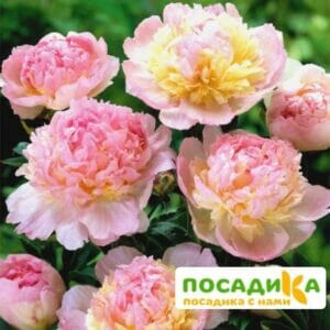 Пион Распберри Сандей (Paeonia Raspberry Sundae) купить по цене от 959р. в интернет-магазине «Посадика» с доставкой почтой в в Шагонаре и по всей России – [изображение №1].