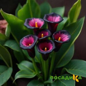 Калла Аура Лейс купить по цене от 400р. в интернет-магазине «Посадика» с доставкой почтой в в Шагонаре и по всей России – [изображение №1].