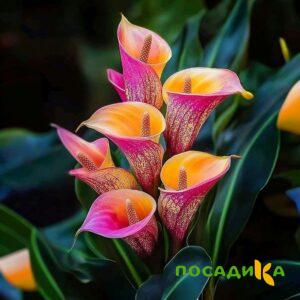 Калла Оникс купить по цене от 450р. в интернет-магазине «Посадика» с доставкой почтой в в Шагонаре и по всей России – [изображение №1].