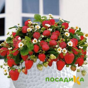 Клубника Рубиновый Шепот (горшечная) купить по цене от 240р. в интернет-магазине «Посадика» с доставкой почтой в в Шагонаре и по всей России – [изображение №1].