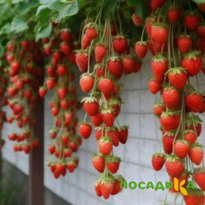 Клубника вьющаяся Комплимент купить по цене от 470р. в интернет-магазине «Посадика» с доставкой почтой в в Шагонаре и по всей России – [изображение №1].
