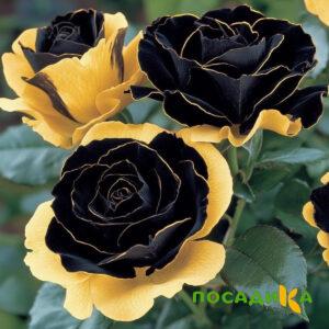 Роза Ханни Сикл купить по цене от 700р. в интернет-магазине «Посадика» с доставкой почтой в в Шагонаре и по всей России – [изображение №1].