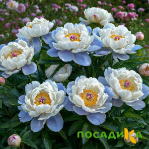 Пион акварельный Этюд купить по цене от 806р. в интернет-магазине «Посадика» с доставкой почтой в в Шагонаре и по всей России – [изображение №1].