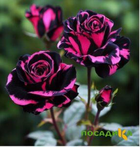Роза Багровый Шепот купить по цене от 366р. в интернет-магазине «Посадика» с доставкой почтой в в Шагонаре и по всей России – [изображение №1].