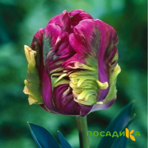 Тюльпан Экзотик Хэвен купить по цене от 186р. в интернет-магазине «Посадика» с доставкой почтой в в Шагонаре и по всей России – [изображение №1].